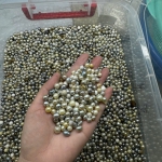 Ngọc trai và Vỏ trai