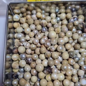 4.7 Doro Ngọc nâu đất xấu  (Ngọc trai thô)