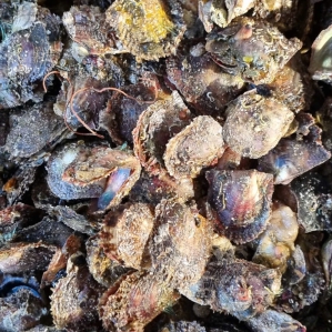 8.2 Vỏ trai thịt