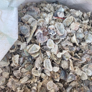 8.3 Vỏ hàu, vỏ trai nhỏ