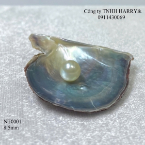 NT0001 Ngọc trai Akoya 