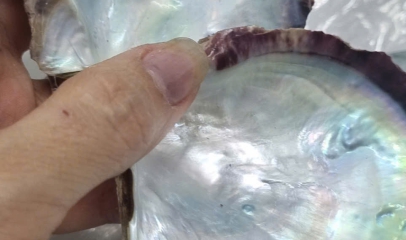 Vỏ trai – Chất liệu tự nhiên đầy tiềm năng trong nghệ thuật và phong thủy (Phần 2)